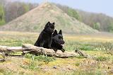 SCHIPPERKE 167